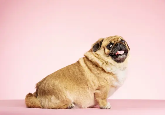 Portrait of an overweight Pug crossed with a Pekingese posing against a pale pink background. Colour, horizontal format with some copy space.