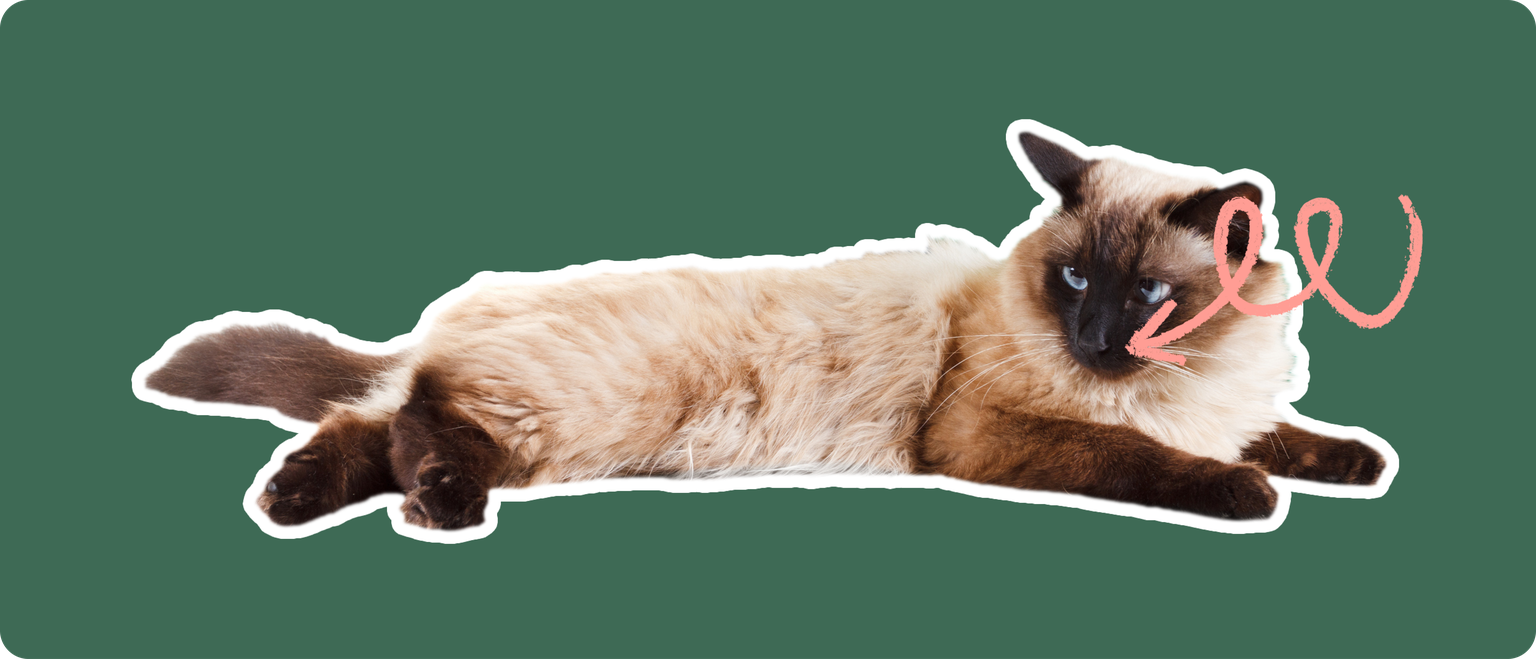 A Balinese cat lying down, cut out with a white outline, with a pink arrow pointing to it's mouth, on a solid green background.
