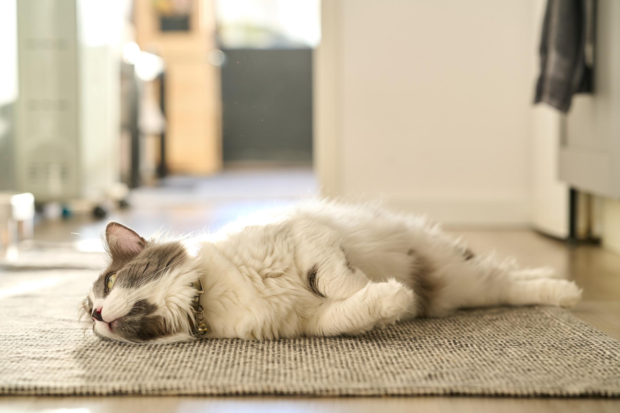 Image of a grey-and-white cat lying on a carpet