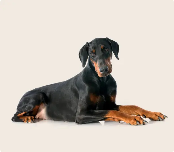 Doberman pinscher lying down