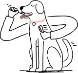 Dog being cleaned