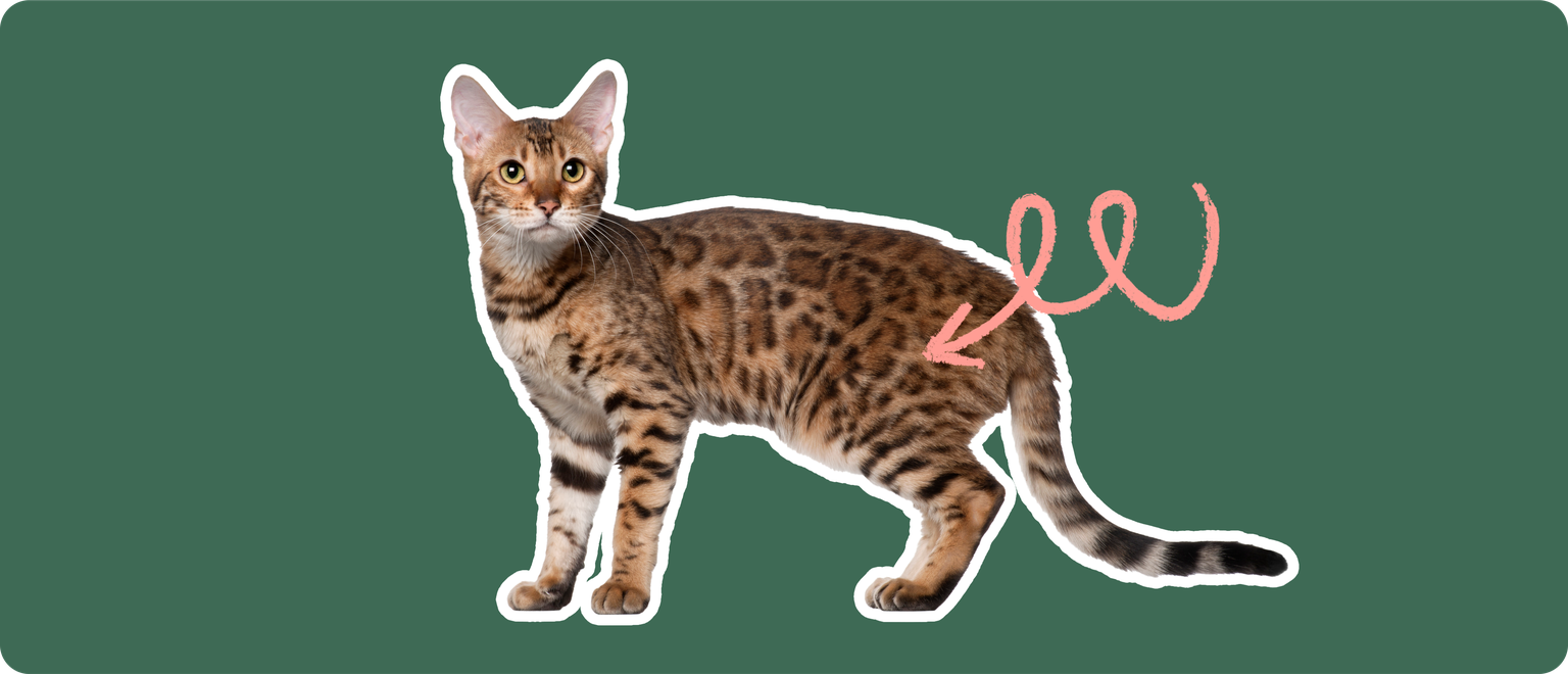 The image showcases a Bengal cat in profile with a pink squiggle line drawn from its hip area. This visual cue possibly highlights the concern for hip-related health issues prevalent in the breed, such as hip dysplasia.