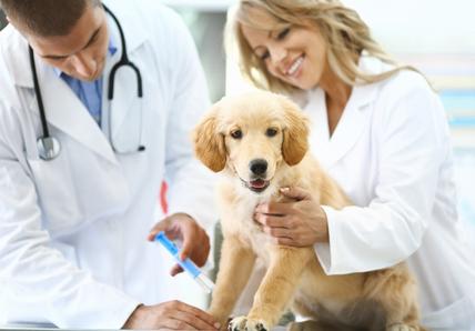 Puppy getting an injection