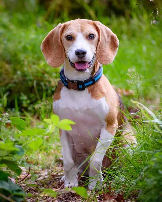 Beagle profile picture