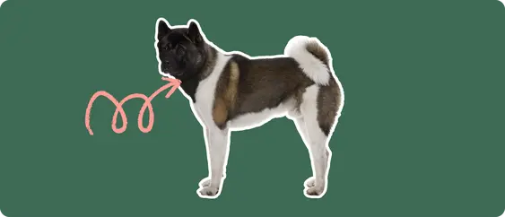 A brown and white Akita dog cut out, with a white outline, with a pink arrow pointing to it's neck, on a solid green background