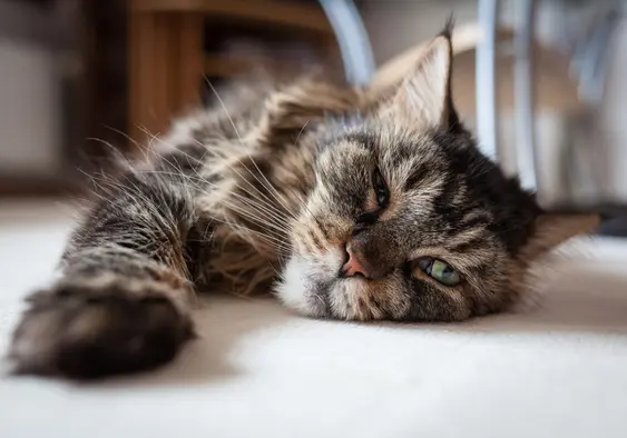 Lazy cat stretching