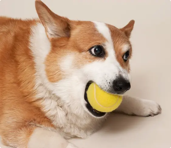 Corgi