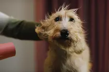 lurcher cross tan colored dog gtting hair blown out with pink hair dryer on blurred out background