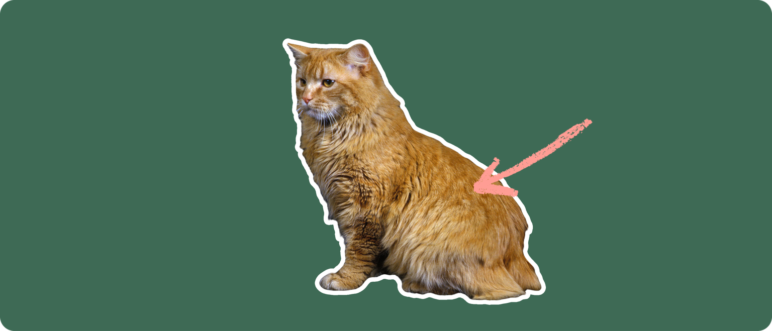 A long-haired orange cat with no tail, cut out with a white outline and a pink arrow pointing to it's upper back, on a solid green background