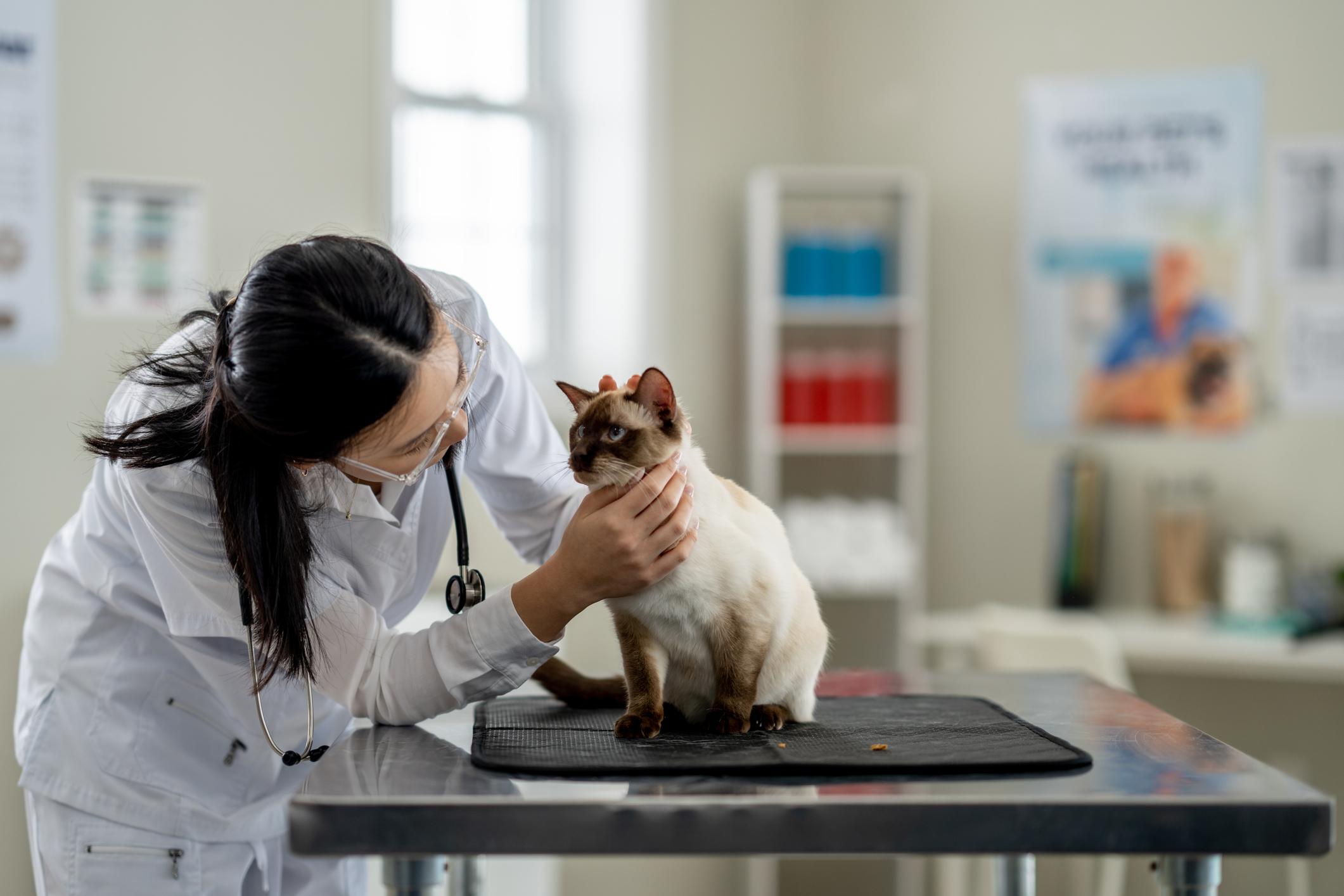 A female vet is performing physical checks on a Siamese cat who is sat on a metal table