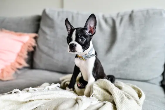 Image of a black-and-white Boston Terrier on the sofa