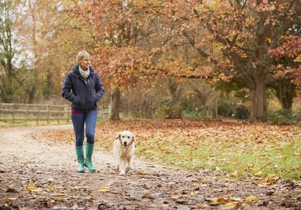A woman walks with her Labrador through a park, it's autumn and the trees are changing colour