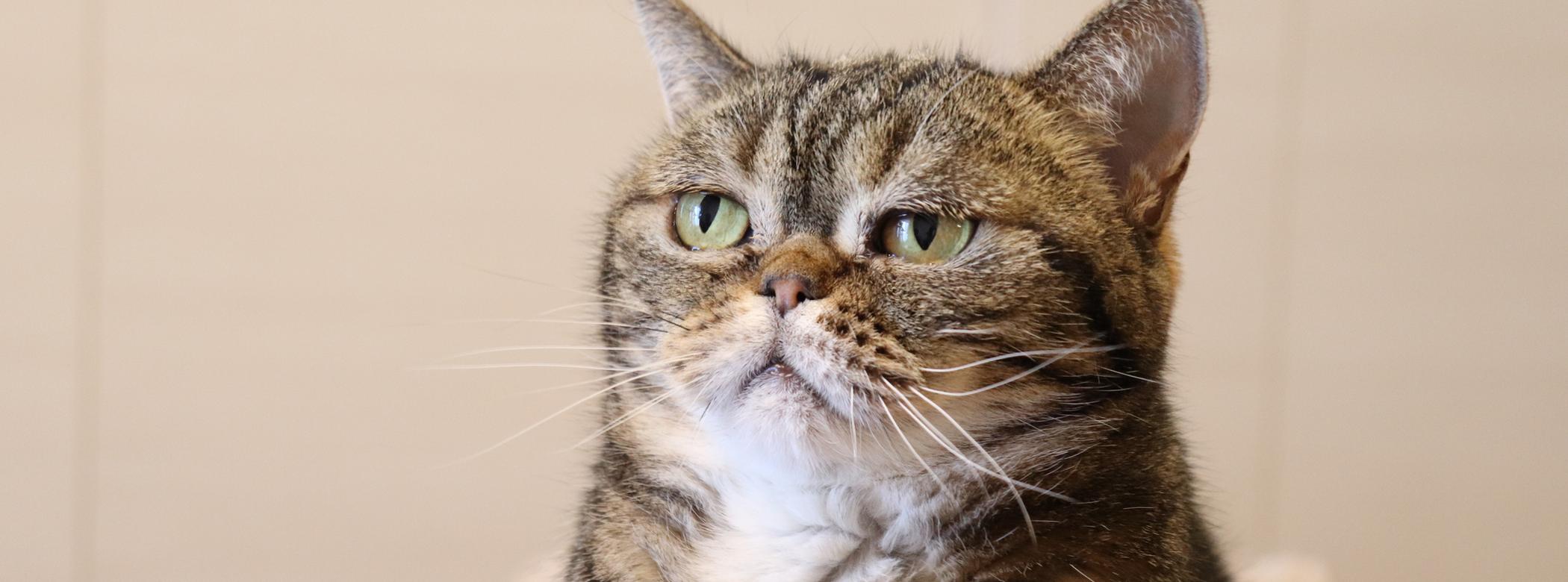 A cat stares off slightly to the side with a humorous, tired expression