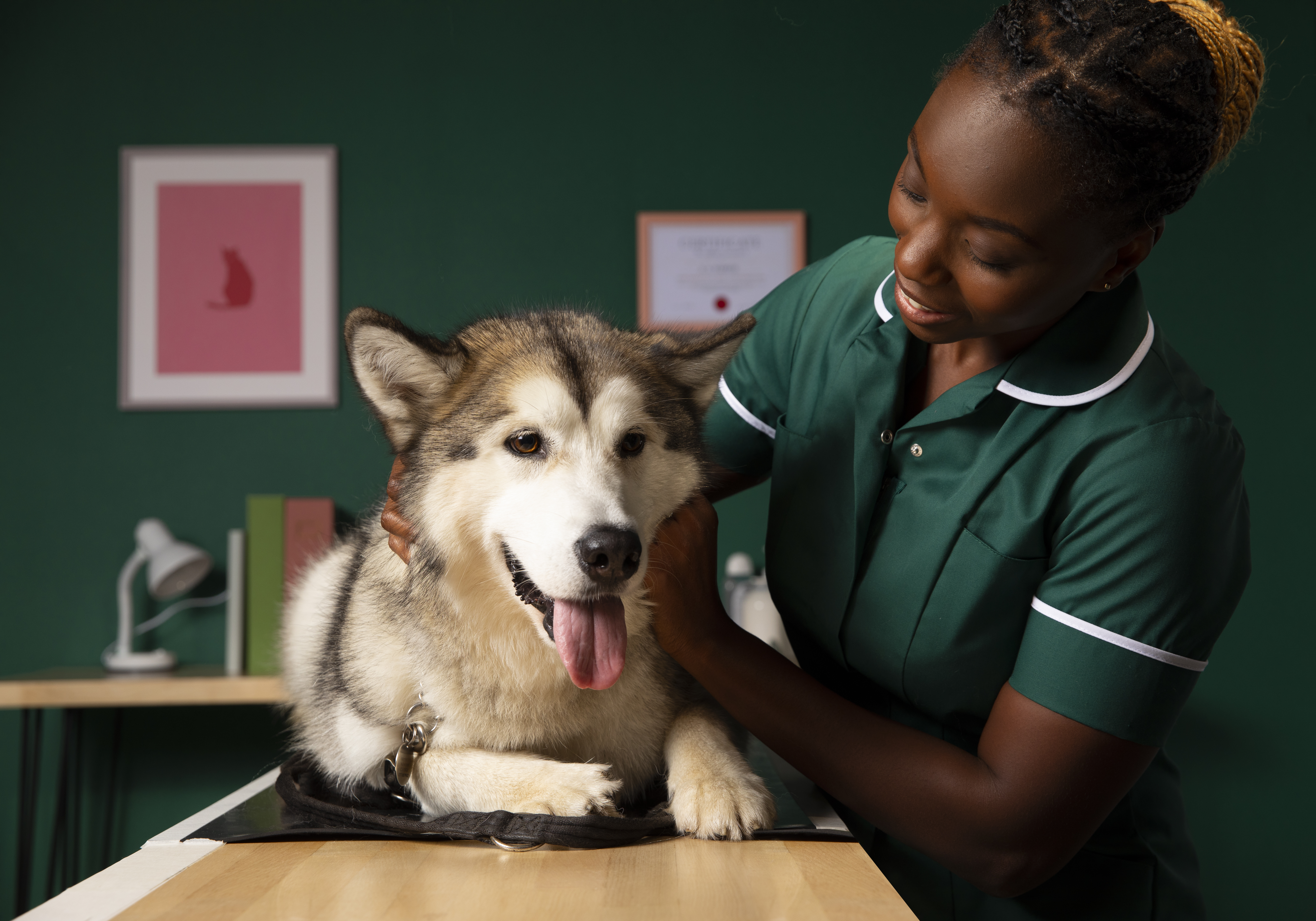 Husky dog being inspected by vet