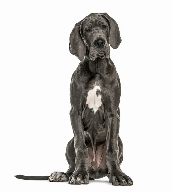 Great Dane sitting