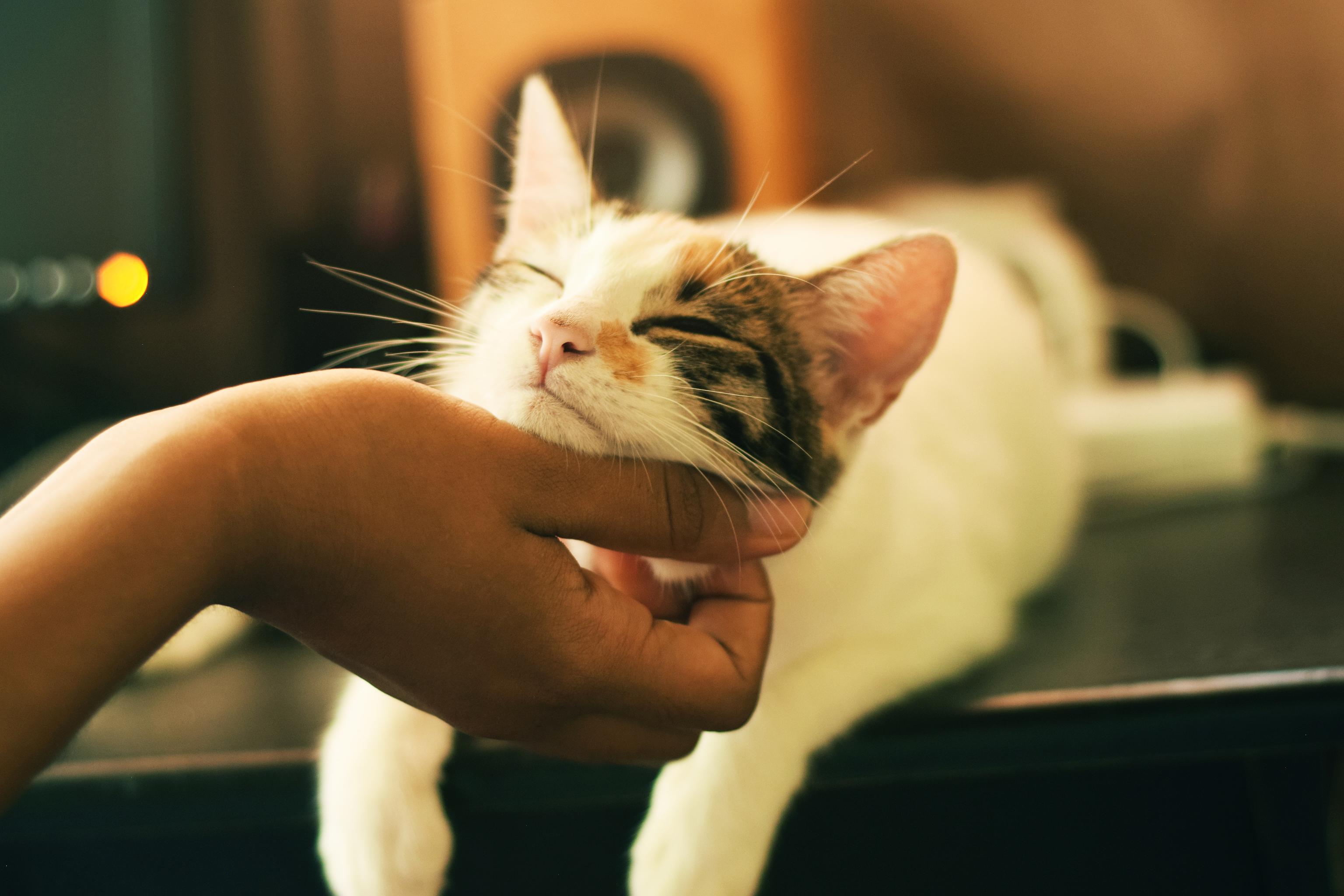 Cat getting scratched