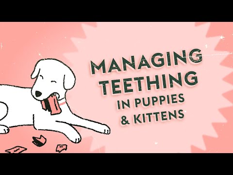 Understanding Puppy & Kitten Teething · Vet Tips
