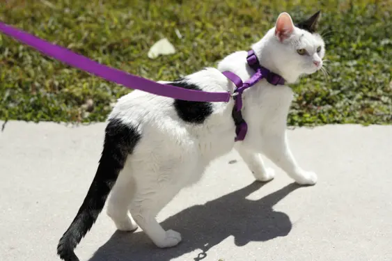 White and black adult, female, short hair cat looking to the side, standing on a sidewalk while wearing a purple harness on her upper body attached to a leash held by out of sight pet owner..