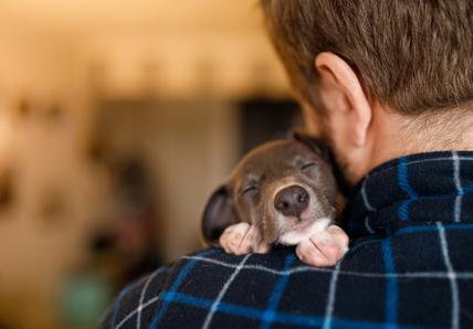 A brown puppy soundly sleeps in their owner's arms, the camera is looking at the man's back and the puppy's face