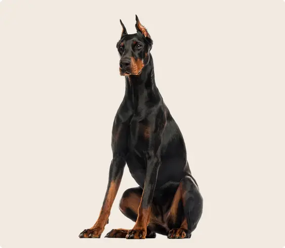 Doberman pinscher