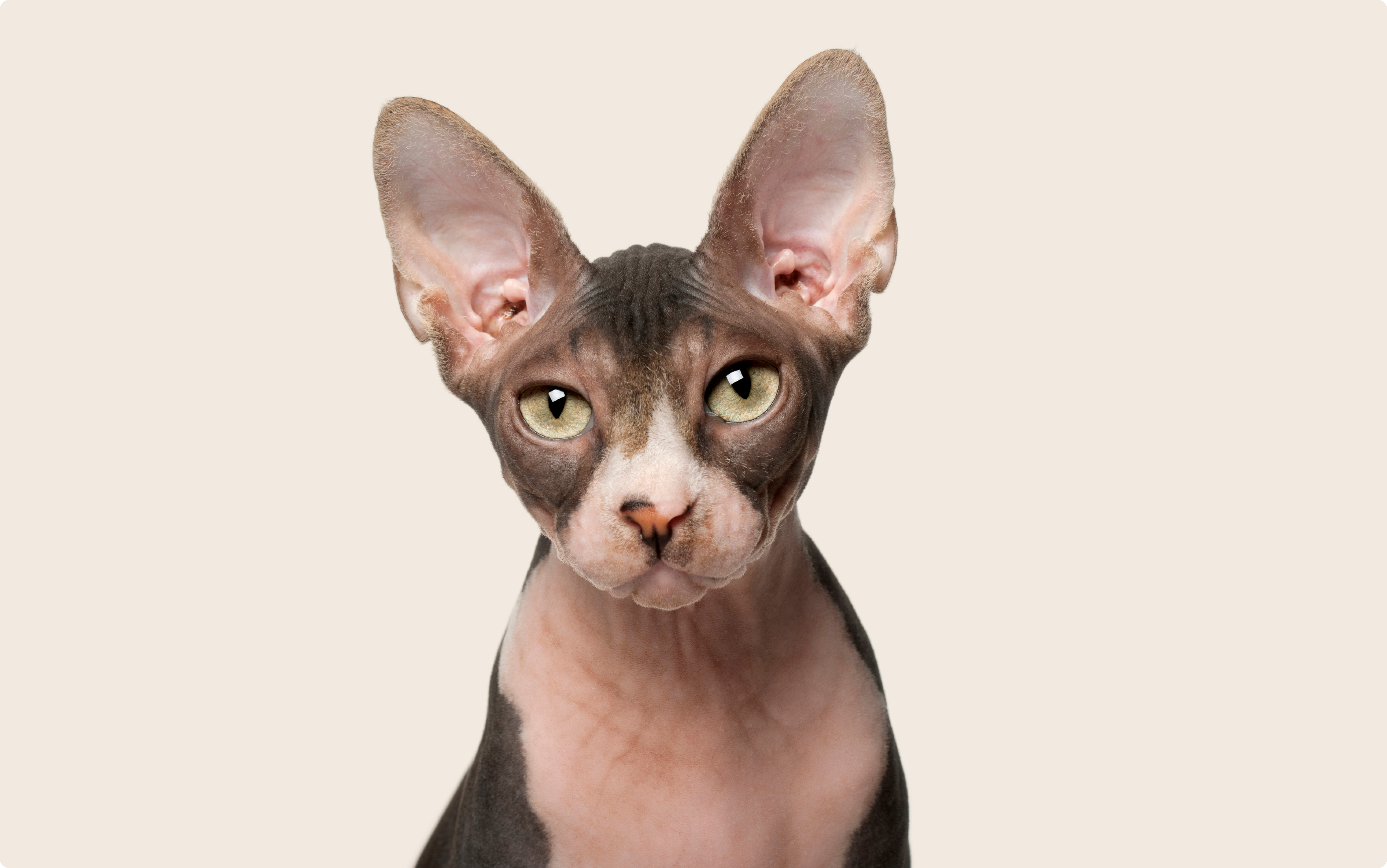 Sphynx cat