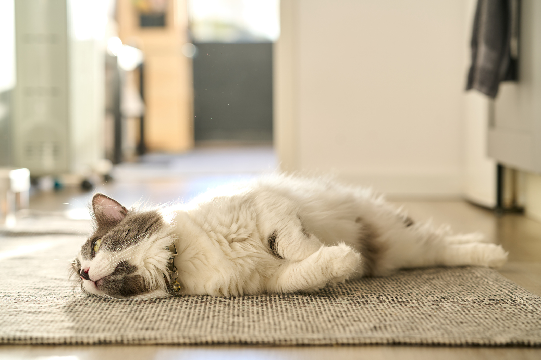Image of a grey-and-white cat lying on a carpet