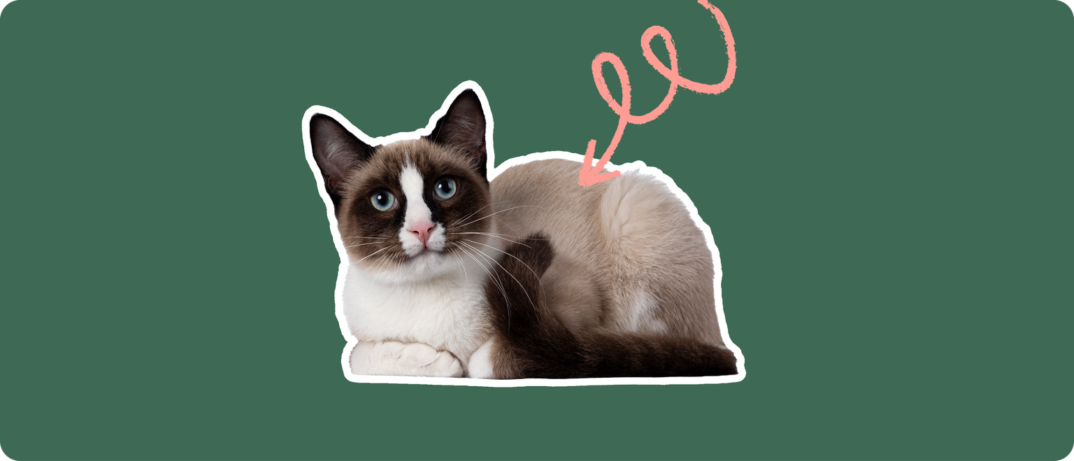 A snowshoe cat lying down, cutout with a white outline, with a pink arrow pointing to it's upper back, on a solid green background