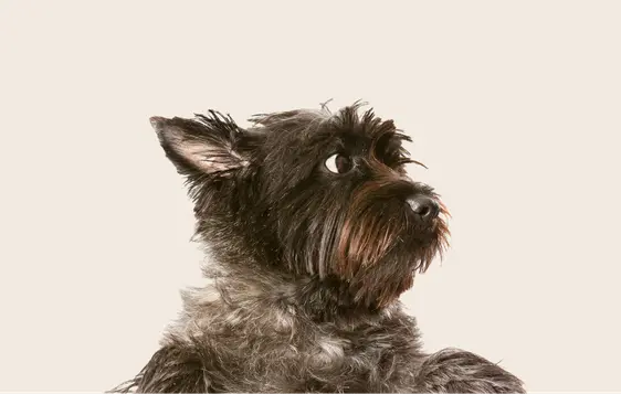 Image of a black Cairn Terrier looking to the side