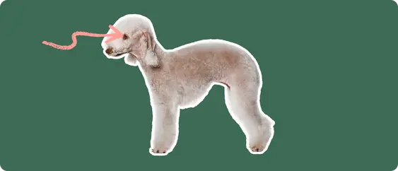 The side profile of a Bedlington Terrier, cut out with a white outline, with a pink arrow pointing to it's eye, on a solid green background