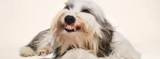 Dog showing his teeth