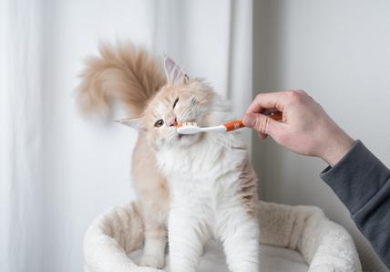 Cat and toothbrush