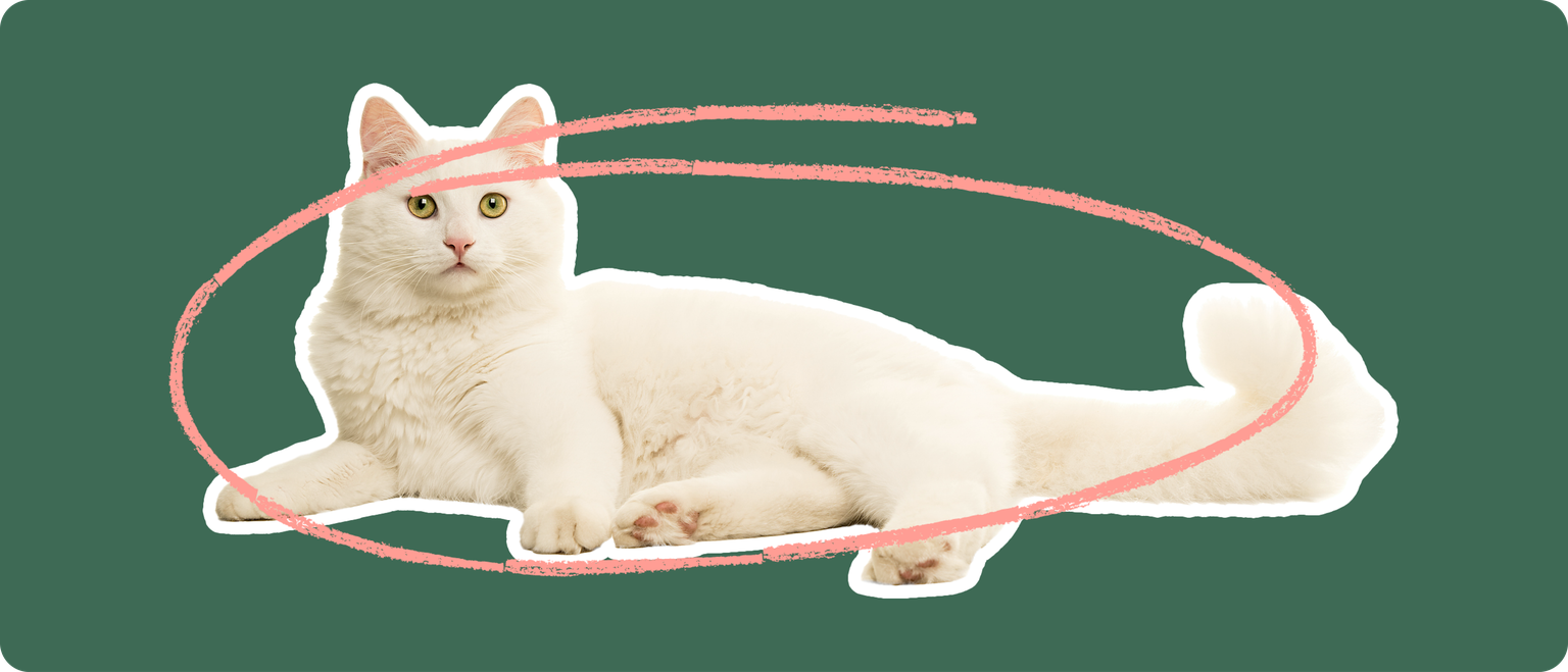A Himalayan cat cut out with a white outline on a green background with a pink circle around it's body