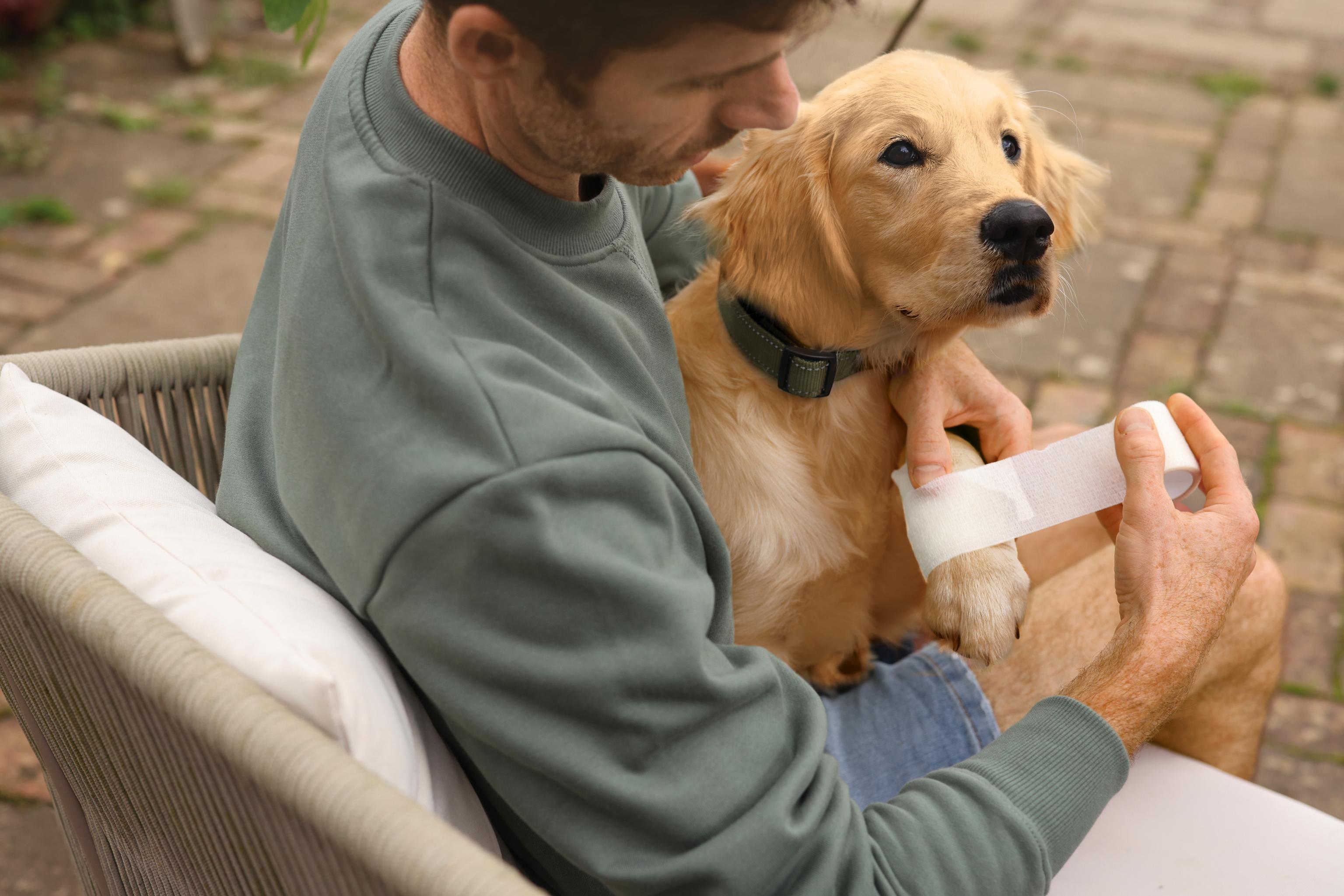 Image of a Golden Retriever puppy in its owners lap