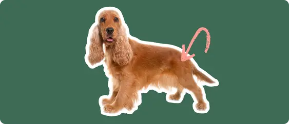 Image of a Cocker Spaniel with a pink arrow pointing at its hip