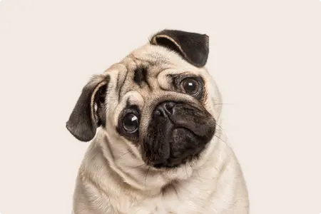 Pug on beige background