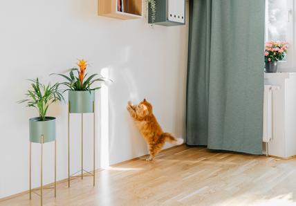 Image of an orange cat playing with something on the wall