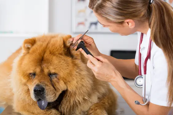 Vet looking into a brown Chow Chow's ear