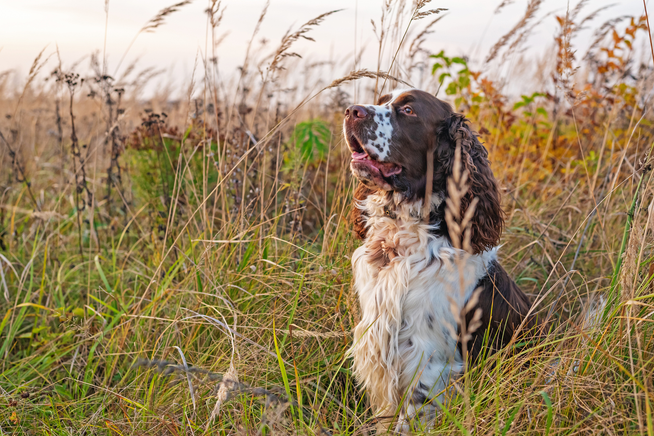 english springer spaniel in a field of grass