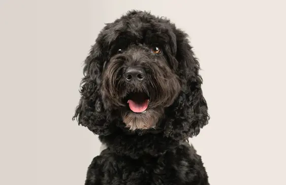 A cockapoo