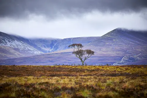 Image of a single tree with a mountain in the background on an overcast day in The Cairngorms, Scotland