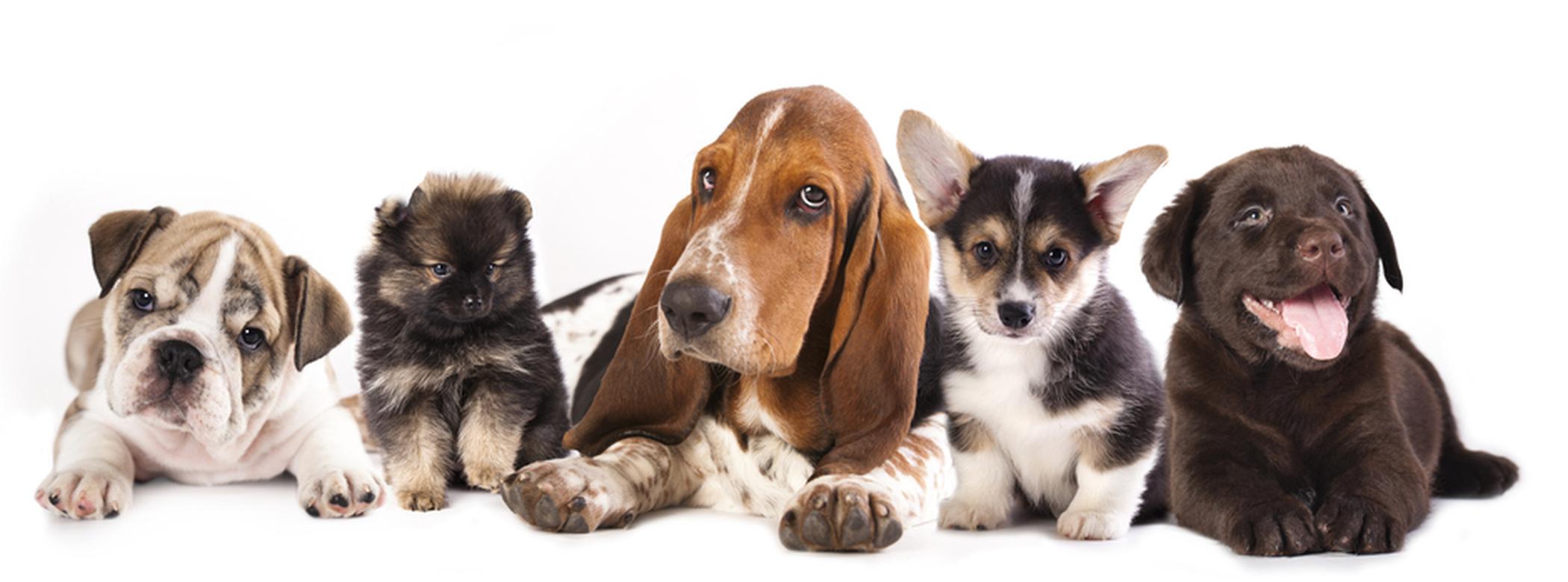 Group of dogs