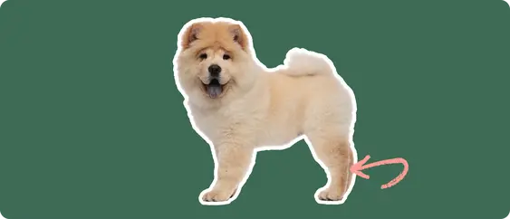 Chow chow dog with a pink arrow pointing to a luxating patella