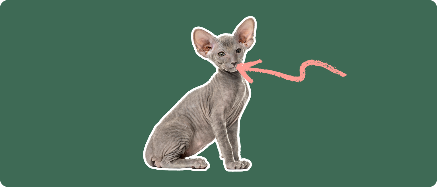 A grey peterbald cat cut out with a white outline, with a pink arrow pointing to it's mouth, on a solid cut background