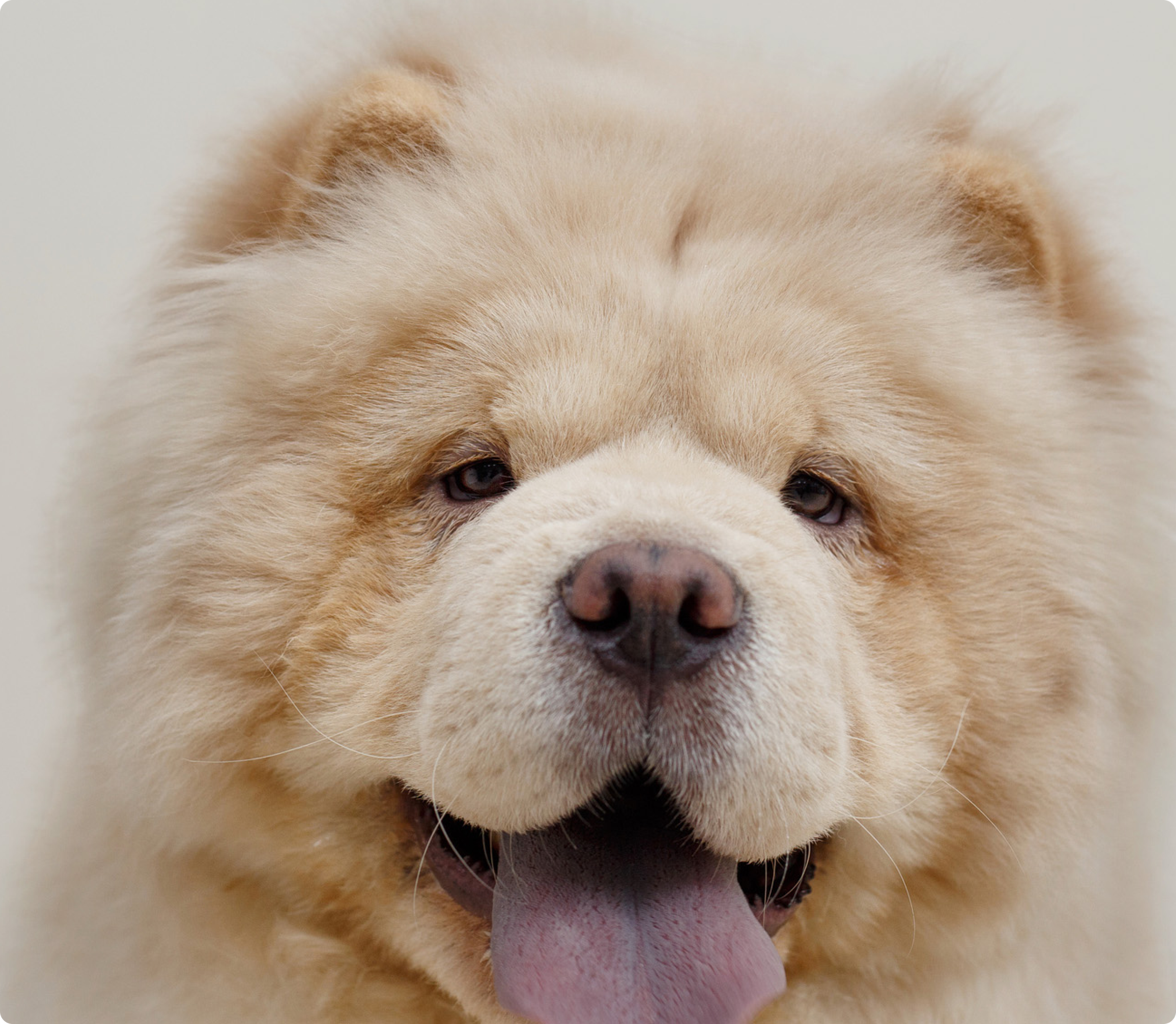 Chow chow dog