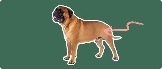 a Bullmastiff cut out with white outline on a green background with a pink arrow pointing toward it's back hip