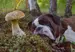A dog staring at a wild mushroom