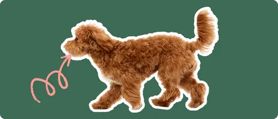 Maltipoo