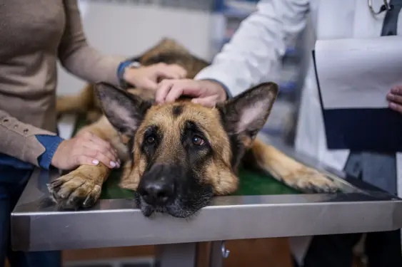 german shepherd lays on table with paws outstretched while female owner and vet comfort it