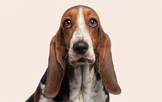 A close up of a Basset hound dog's face on a light pink-beige background