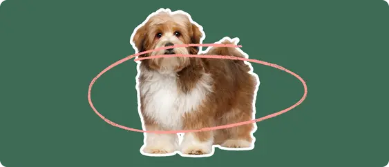 Image of a brown Havanese with a pink arrow drawn around its body